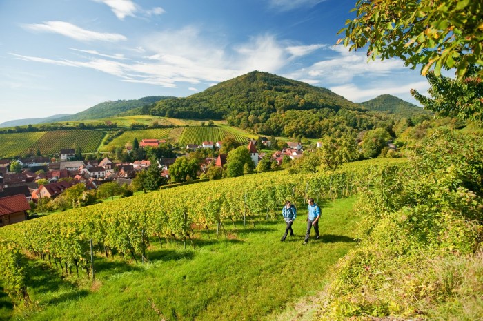 Vinorten Leinsweiler i Rheinland-Pfalz