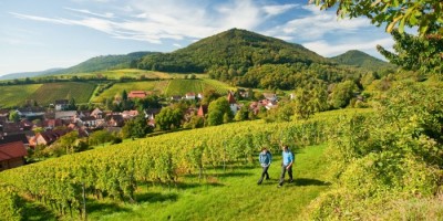 Vinorten Leinsweiler i Rheinland-Pfalz