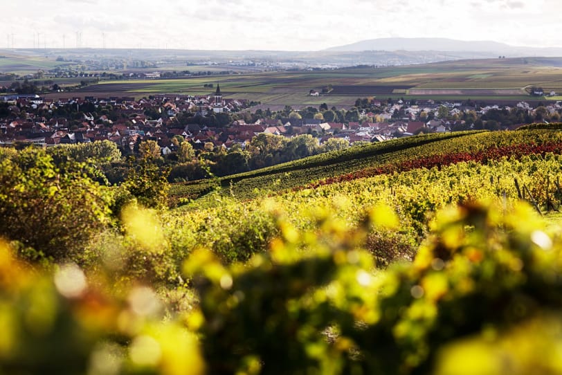 Vinregionen Rheinhessen (Rheinland-Pfalz) med utsikt över Bechtolsheim